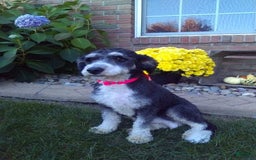 Mini Bernedoodle dogs for sale: Kaylee - Image 6