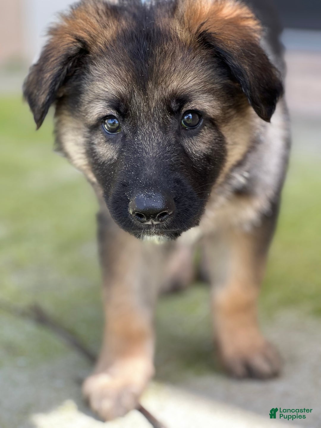 German Shepherd dogs for sale: Cedar - Image 15