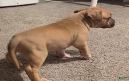 American Bully dogs for sale: Chase - Image 5