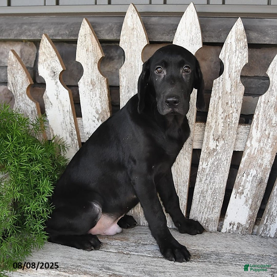 Labrador Retriever dogs for sale: Connor - Image 6