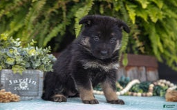 German Shepherd dogs for sale: Aspen - Image 3