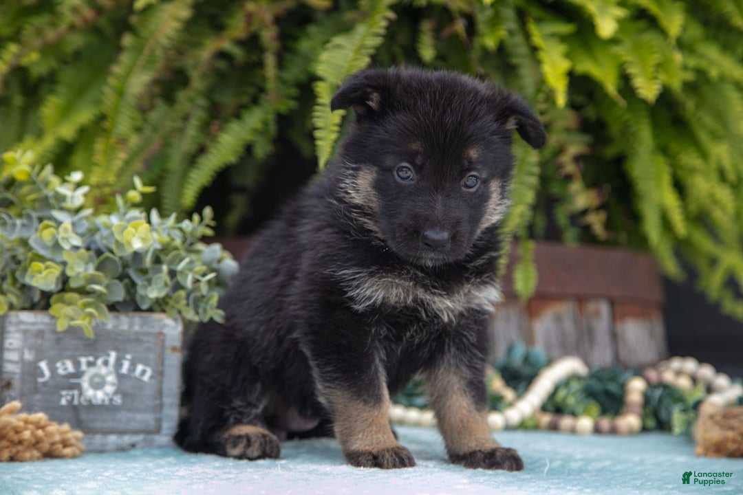 German Shepherd dogs for sale: Aspen - Image 3