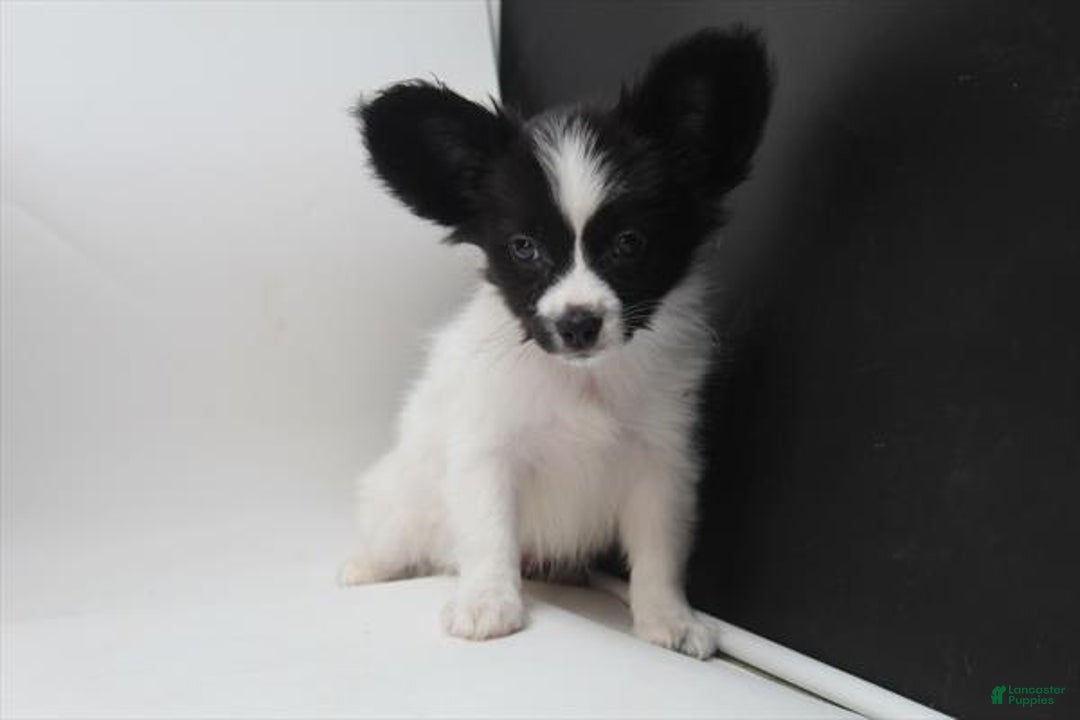 Papillon dogs for sale: Paze - Image 1