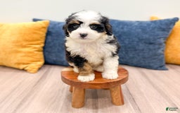 Mini Bernedoodle dogs for sale: Mabel - Image 8