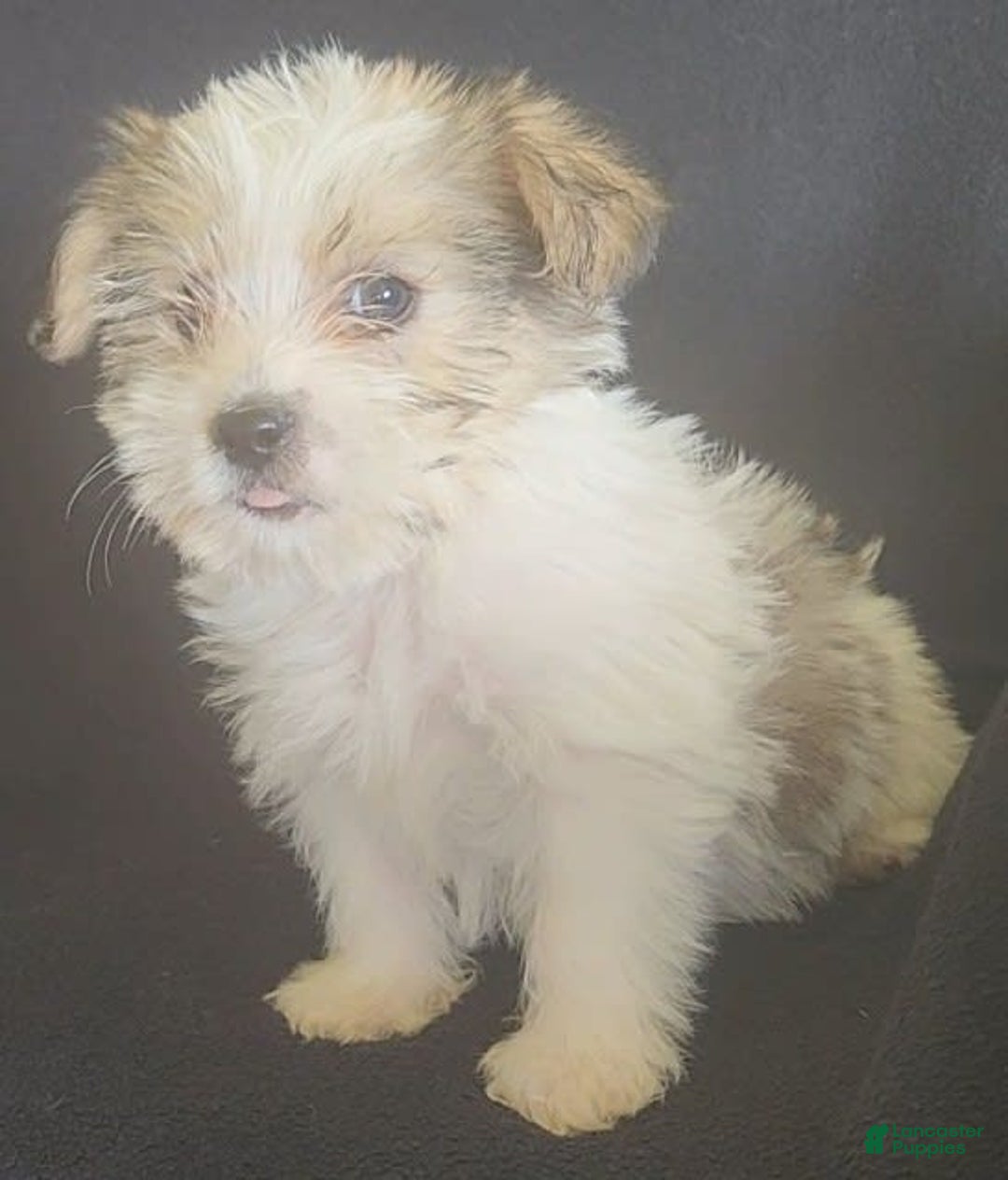 Cavalier King Charles Spaniel dogs for sale: Peanut - Image 10