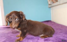 Dachshund dogs for sale: Dachshund 4 puppies - Image 24