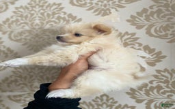 Pomeranian dogs for sale: Sally - Image 2
