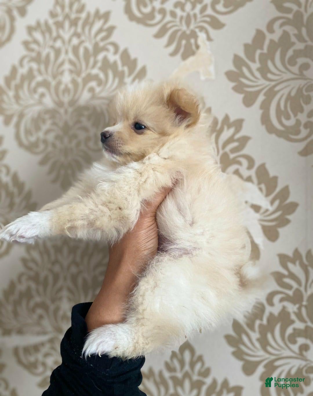 Pomeranian dogs for sale: Sally - Image 2