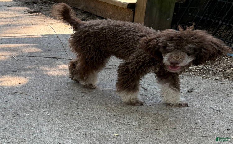 Miniature Poodle dogs for sale - Ad 3