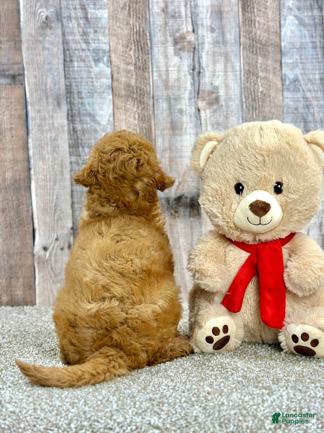 Mini Goldendoodle dogs for sale: Lemon - Image 5