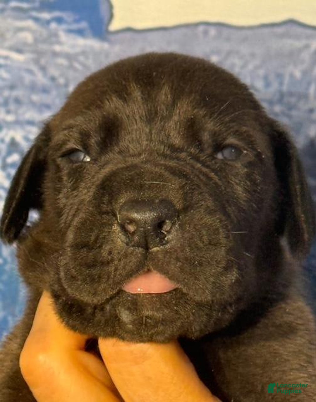 Great Dane dogs for sale: Quincy - Black - Image 1