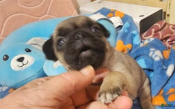 Pug dogs for sale: Midas - Image 6