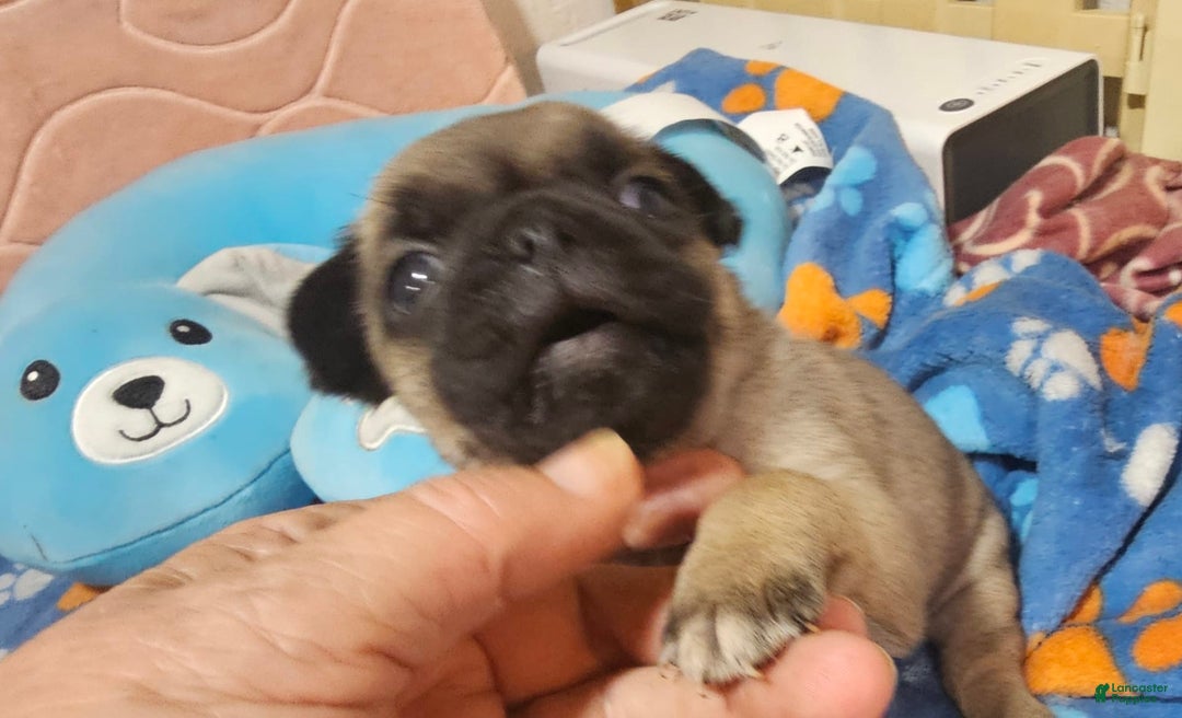 Pug dogs for sale: Midas - Image 6