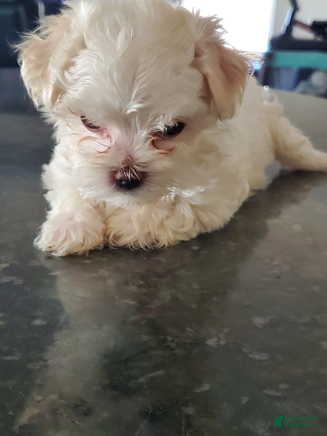 Maltese dogs for sale: Pepe - Image 1