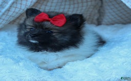 Pomeranian dogs for sale: Betzy - Image 23