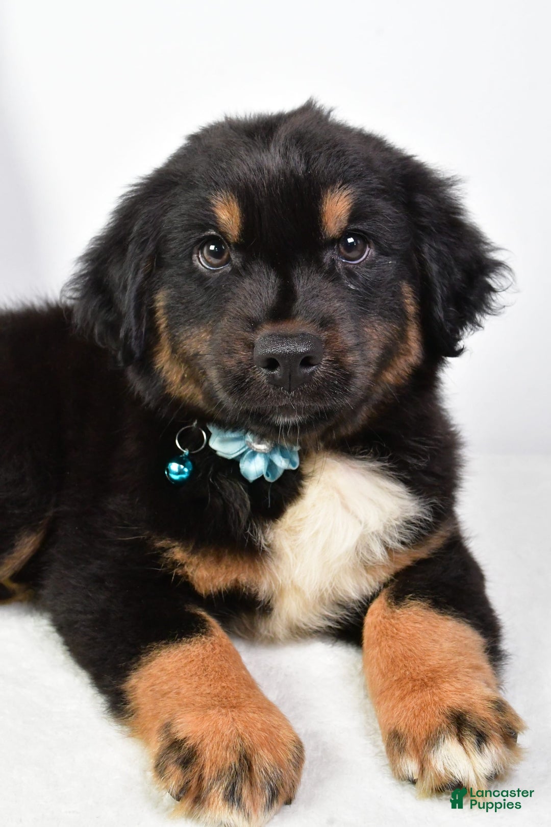 Australian Shepherd dogs for sale: Australian Shepherd 3 puppies - Image 12