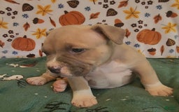 American Bully dogs for sale: National Champion Jack - Image 20