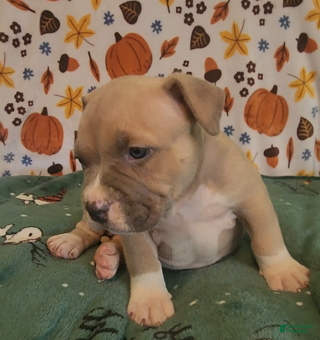 American Bully dogs for sale: National Champion Jack - Image 20