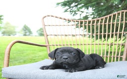 Cane Corso dogs for sale: Cali - Image 5