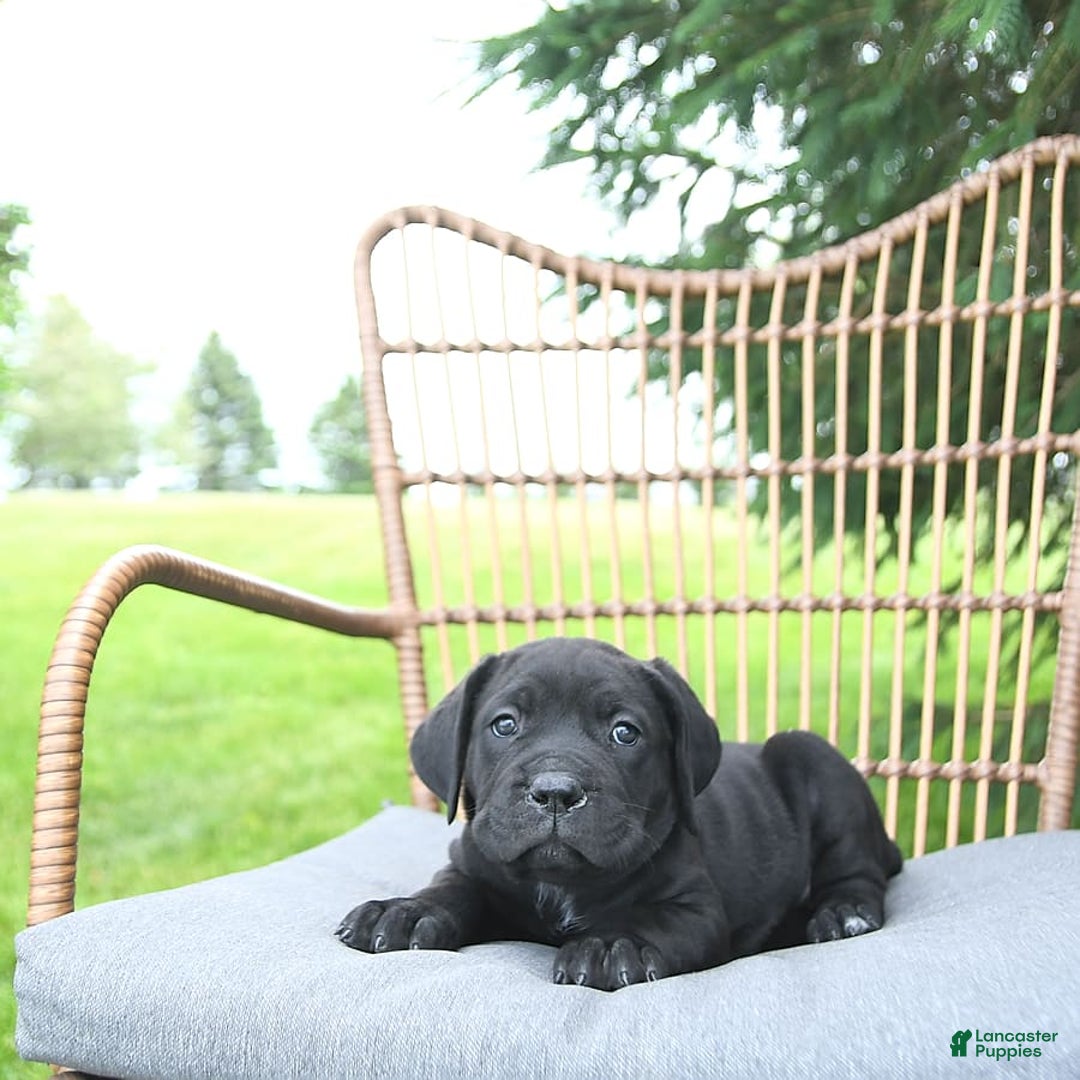 Cane Corso dogs for sale: Cali - Image 5