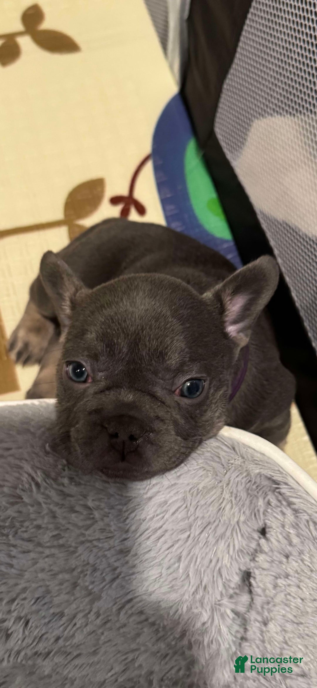 French Bulldog dogs for sale: Smokey - Image 10