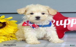 Maltipoo dogs for sale: Mason - Image 11