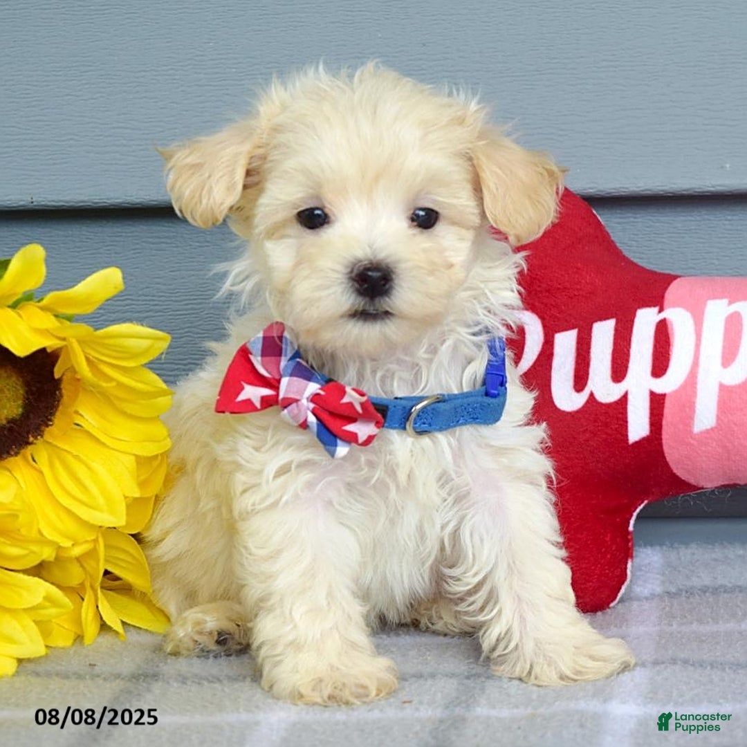 Maltipoo dogs for sale: Mason - Image 11