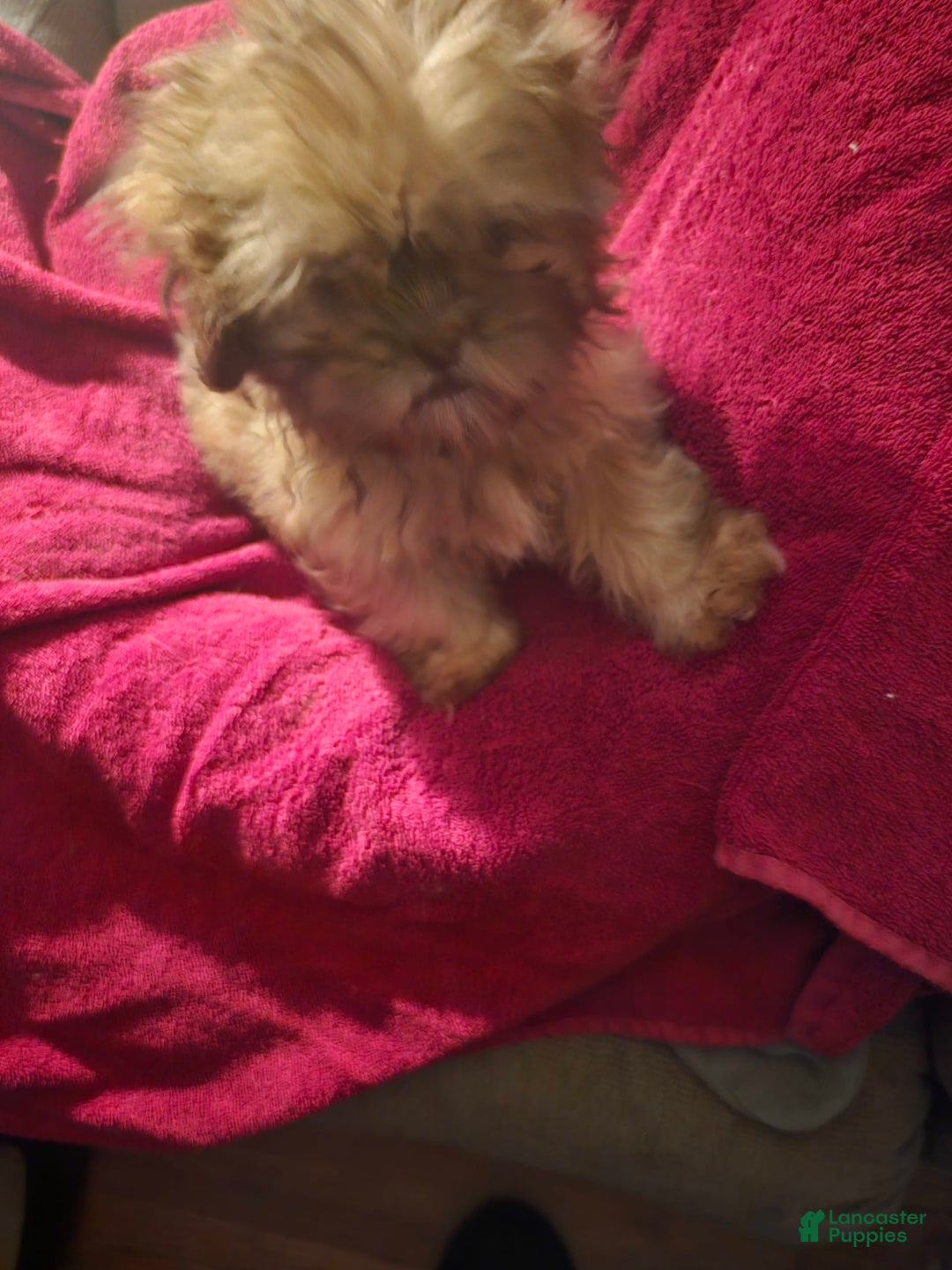 Shih Tzu dogs for sale: Multi Color Wave On Back - Image 2