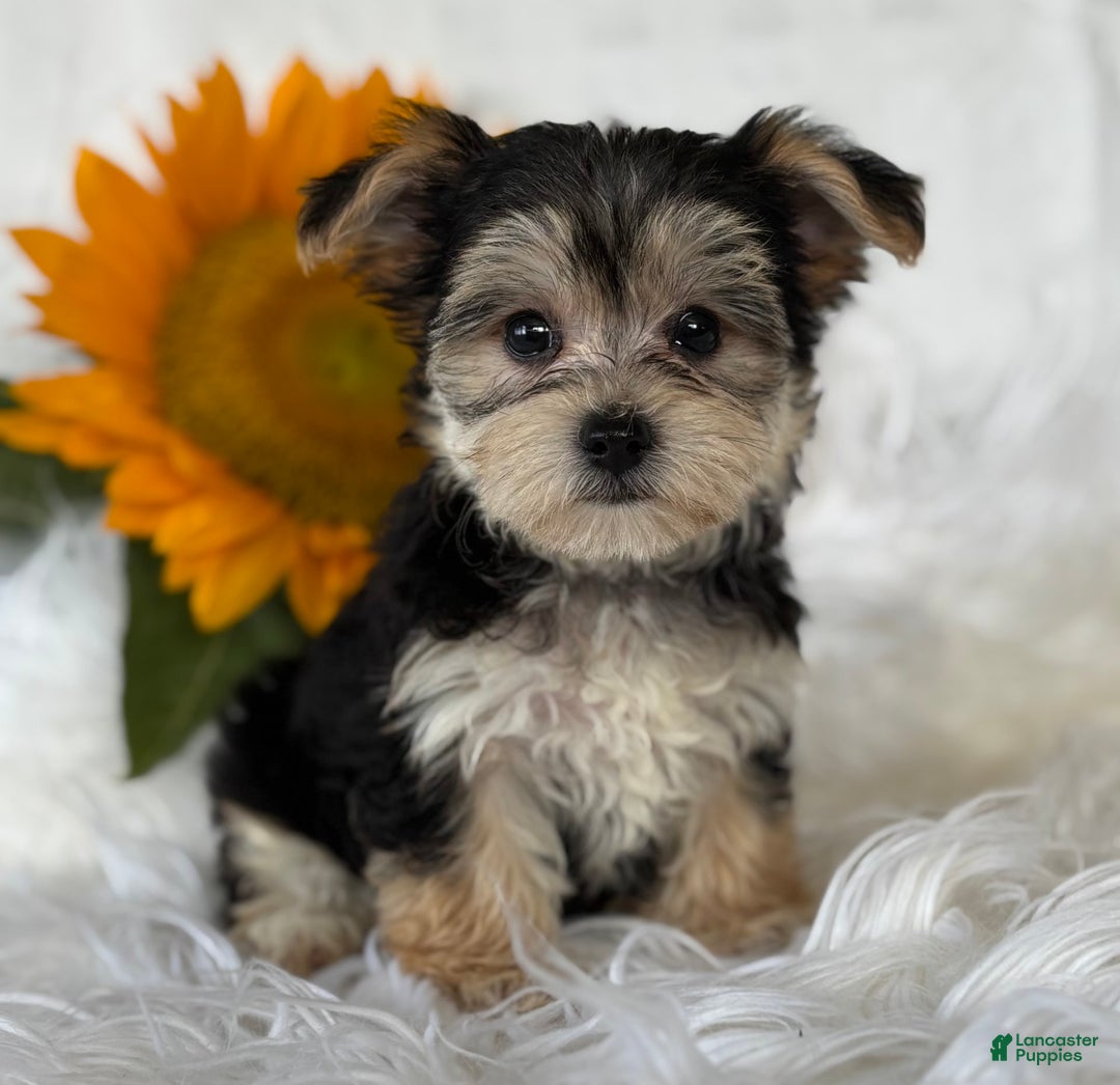 Morkie dogs for sale: Lillian - Image 1