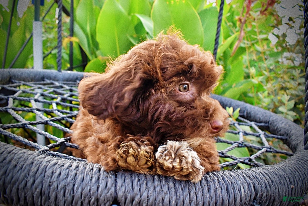 Havapoo dogs for sale: Karma - Image 17