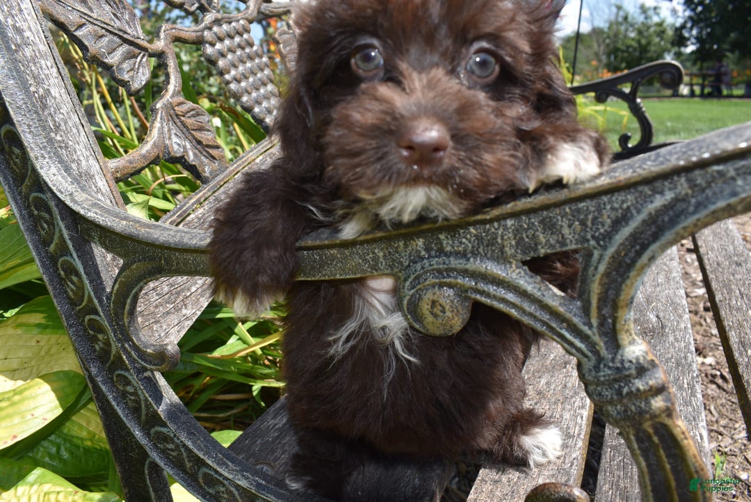 Havapoo dogs for sale: Annie - Image 4