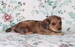 Miniature Dachshund dogs for sale: Vince - Image 3