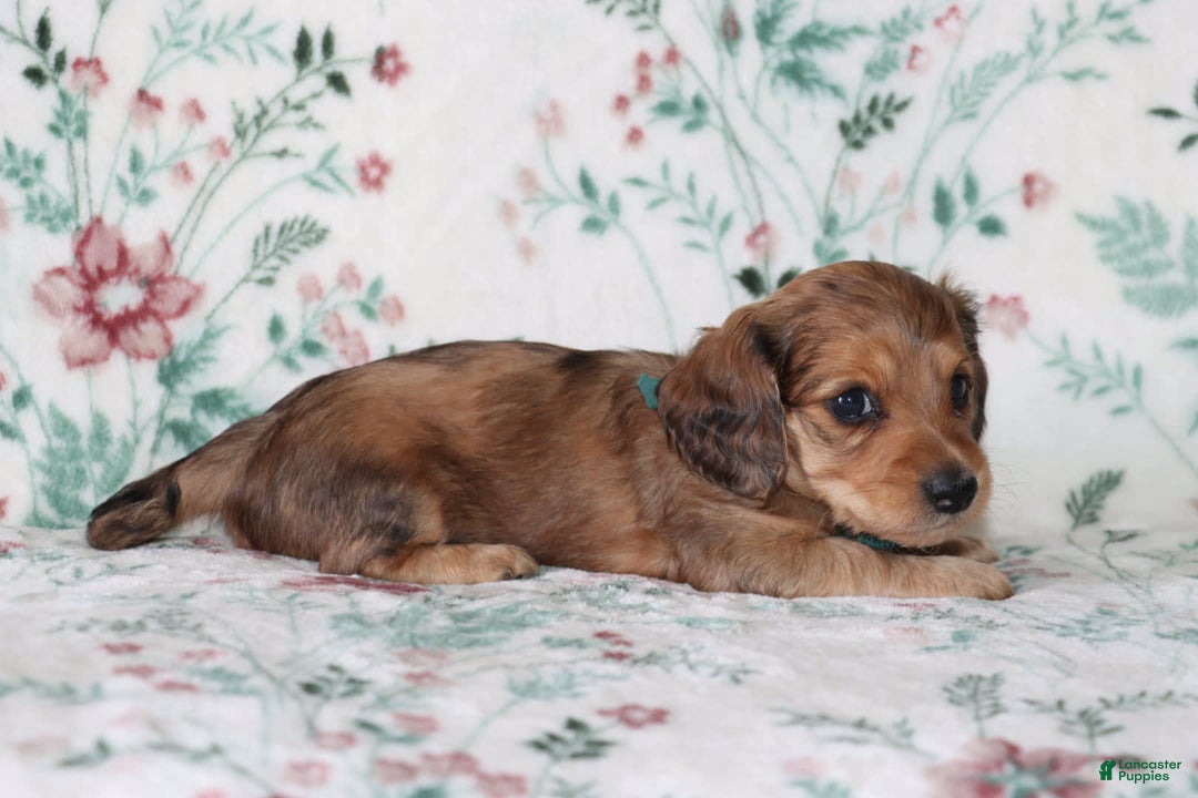 Miniature Dachshund dogs for sale: Vince - Image 3