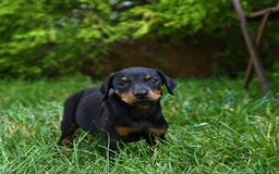 Doberman Pinscher dogs for sale: Precious - Image 5