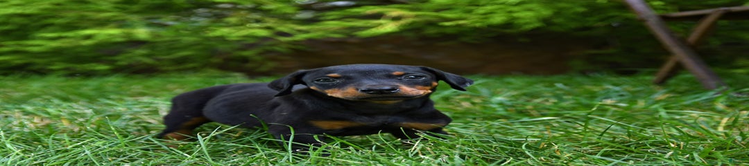 Precious