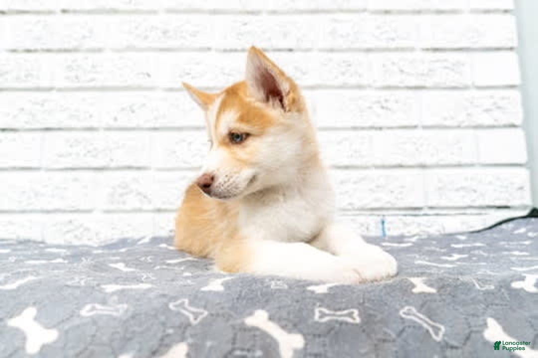 Alaskan Malamute dogs for sale: Chopper - Image 1