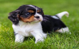 Cavalier King Charles Spaniel dogs for sale: Bailey - Image 11
