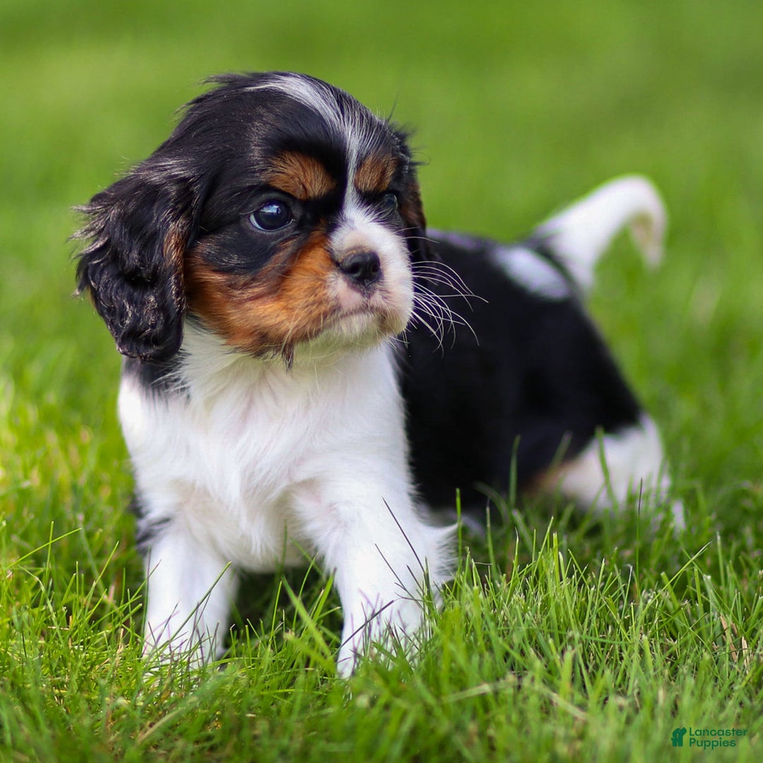 Cavalier King Charles Spaniel dogs for sale: Bailey - Image 11