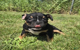 Olde English Bulldogge dogs for sale: George - Image 6