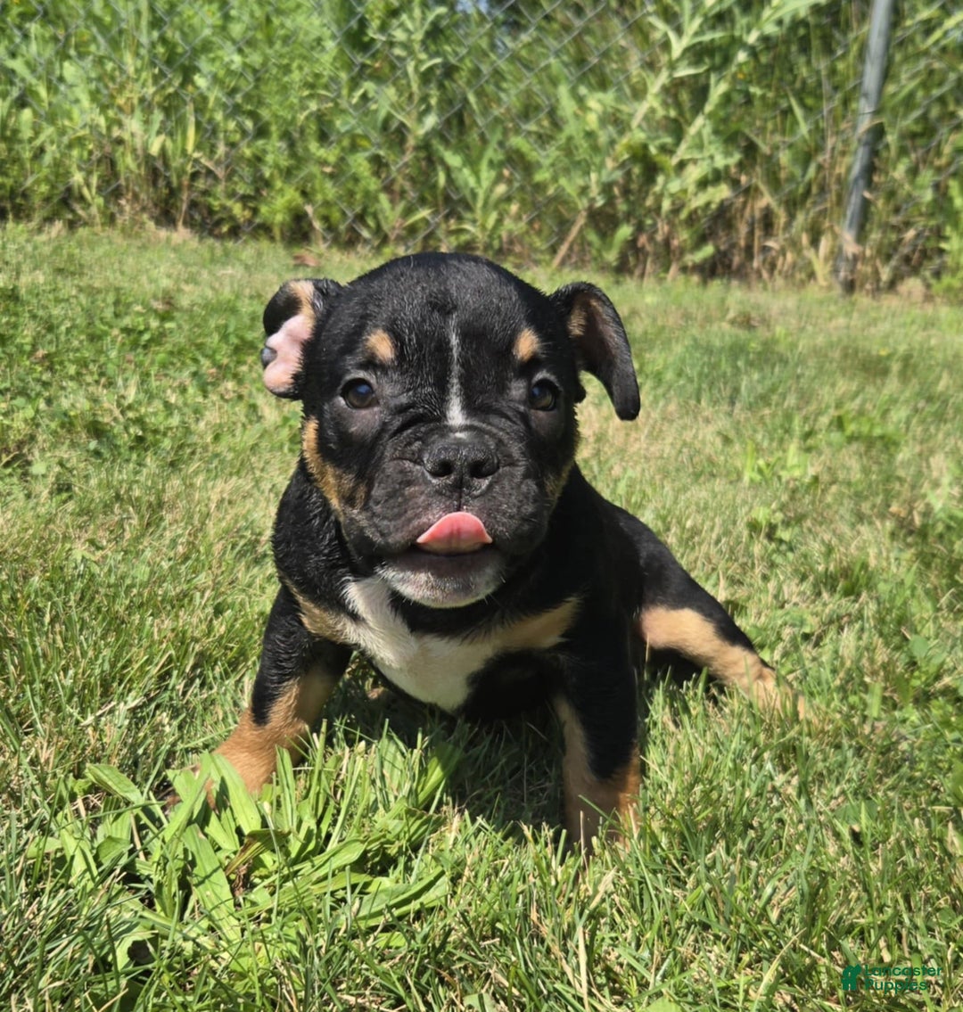 Olde English Bulldogge dogs for sale: George - Image 6