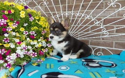 Welsh Corgi Pembroke dogs for sale: Chase - Image 13