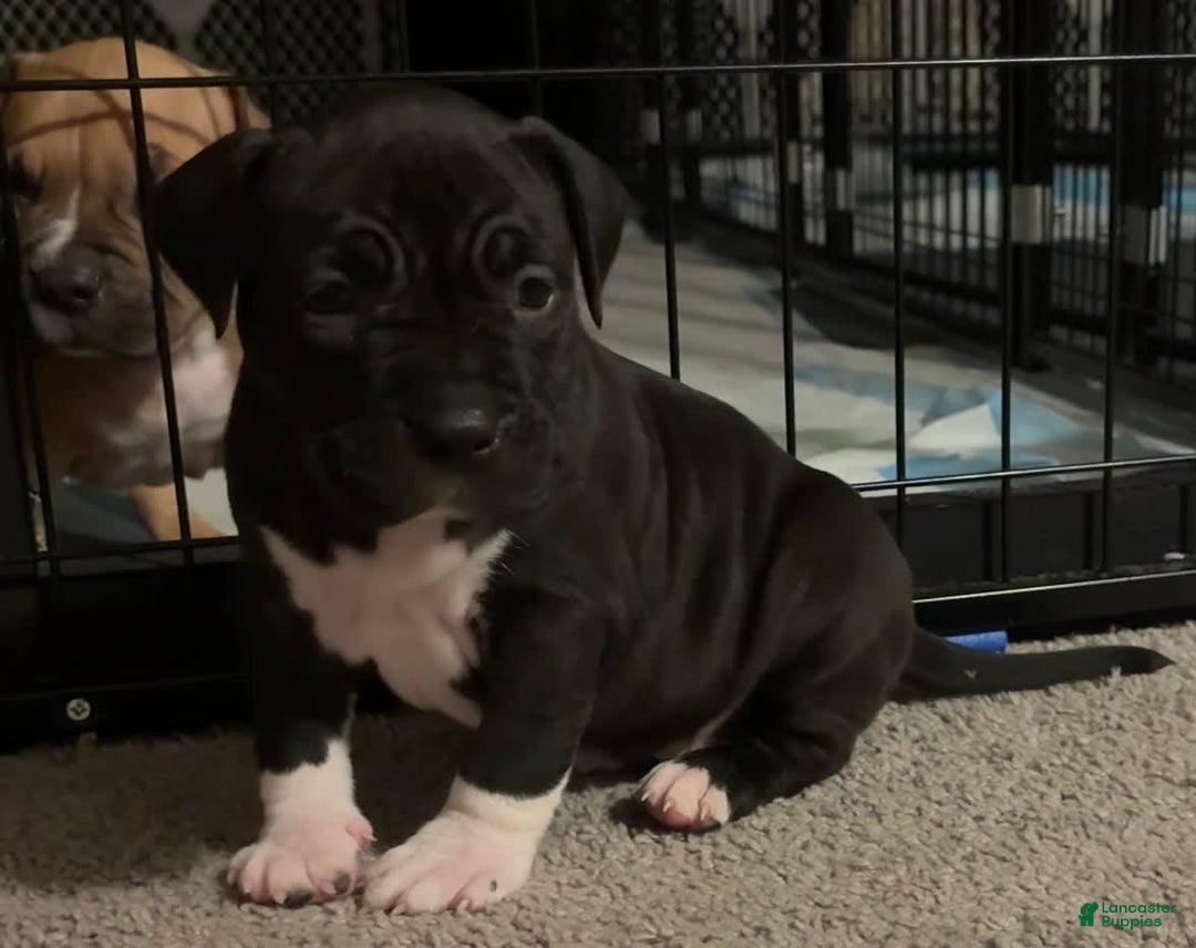 American Bully dogs for sale: Laney - Image 2