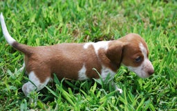 Dachshund dogs for sale: Akc Diego - Image 2