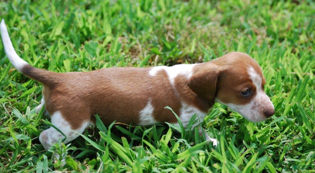 Dachshund dogs for sale: Akc Diego - Image 2