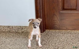 Italian Greyhound dogs for sale: Gerald - Image 18