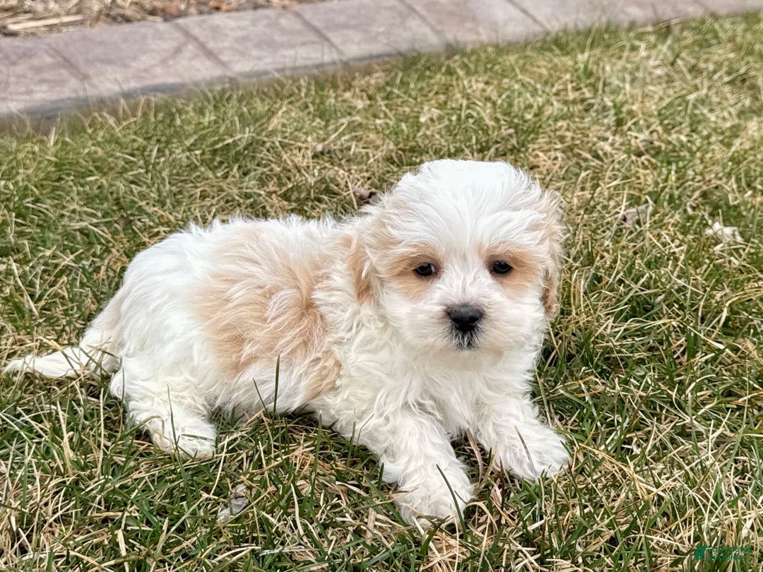 Havanese dogs for sale: George - Image 2