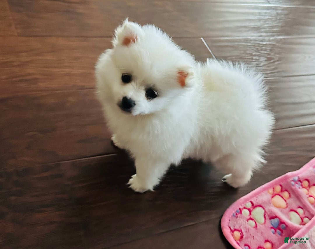 Pomeranian dogs for sale: Girl - Image 3