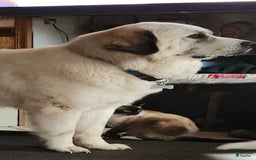 Great Pyrenees dogs for sale: White - Image 14