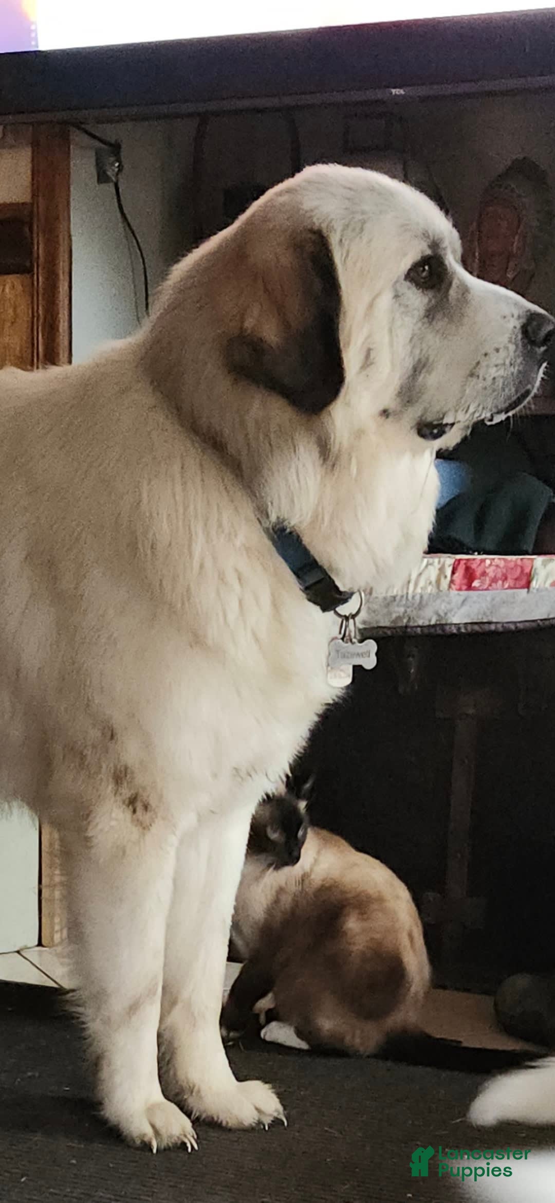 Great Pyrenees dogs for sale: White - Image 14
