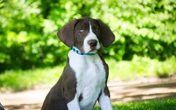 Great Dane dogs for sale: Jack - Image 13